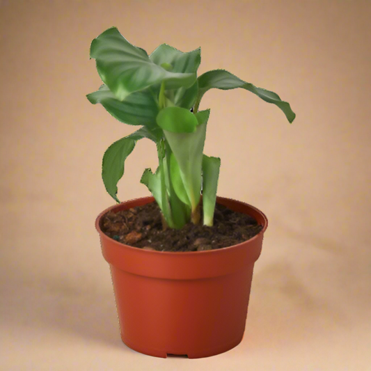 Calathea 'Orbifolia'