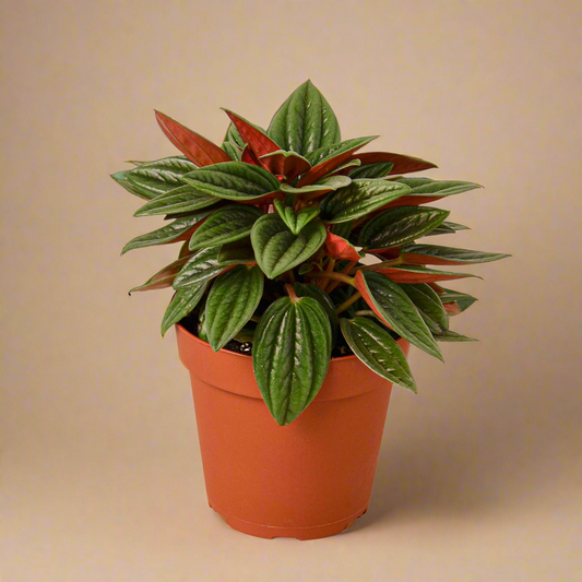 Peperomia Caperata ‘Rosso’