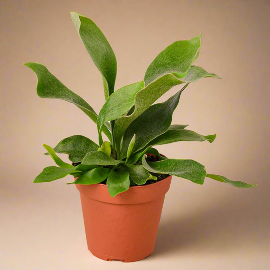 Staghorn Fern - Platycerium Bifurcatum