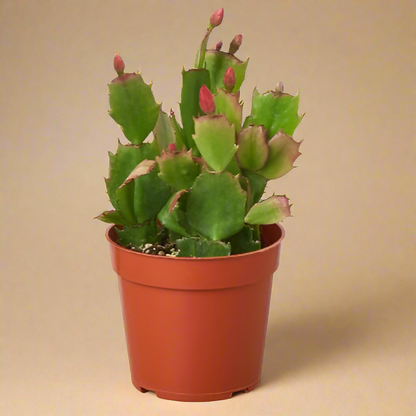 Zygocactus 'Christmas Cactus'