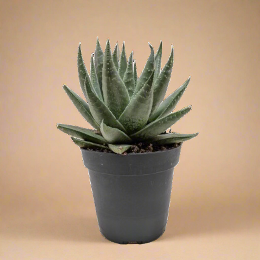 Succulent Haworthia Savanna