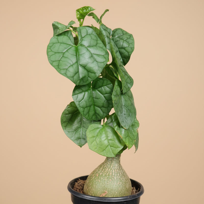 Gerradenthus Macrogizus 'Big Foot' 4 inch Grower Pot