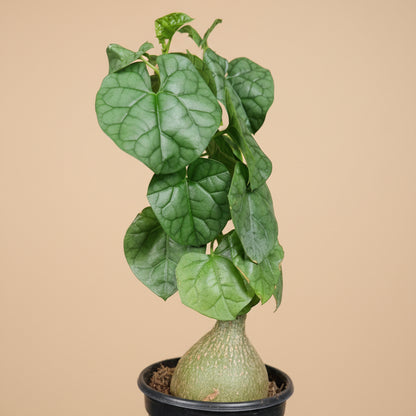 Gerradenthus Macrogizus 'Big Foot' 4 inch Grower Pot
