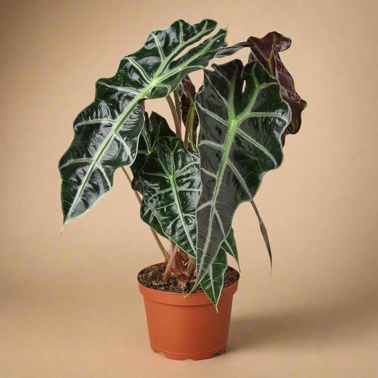 Alocasia Polly 'African Mask'