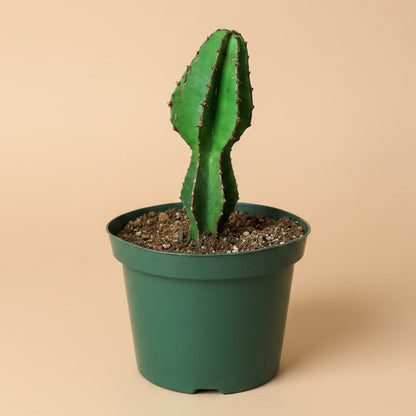 Euphorbia Cooperi