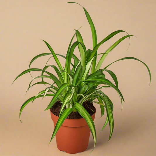 Spider Plant Hawaiian
