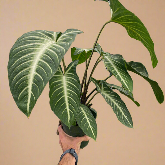 Xanthosoma 'Lendenii'