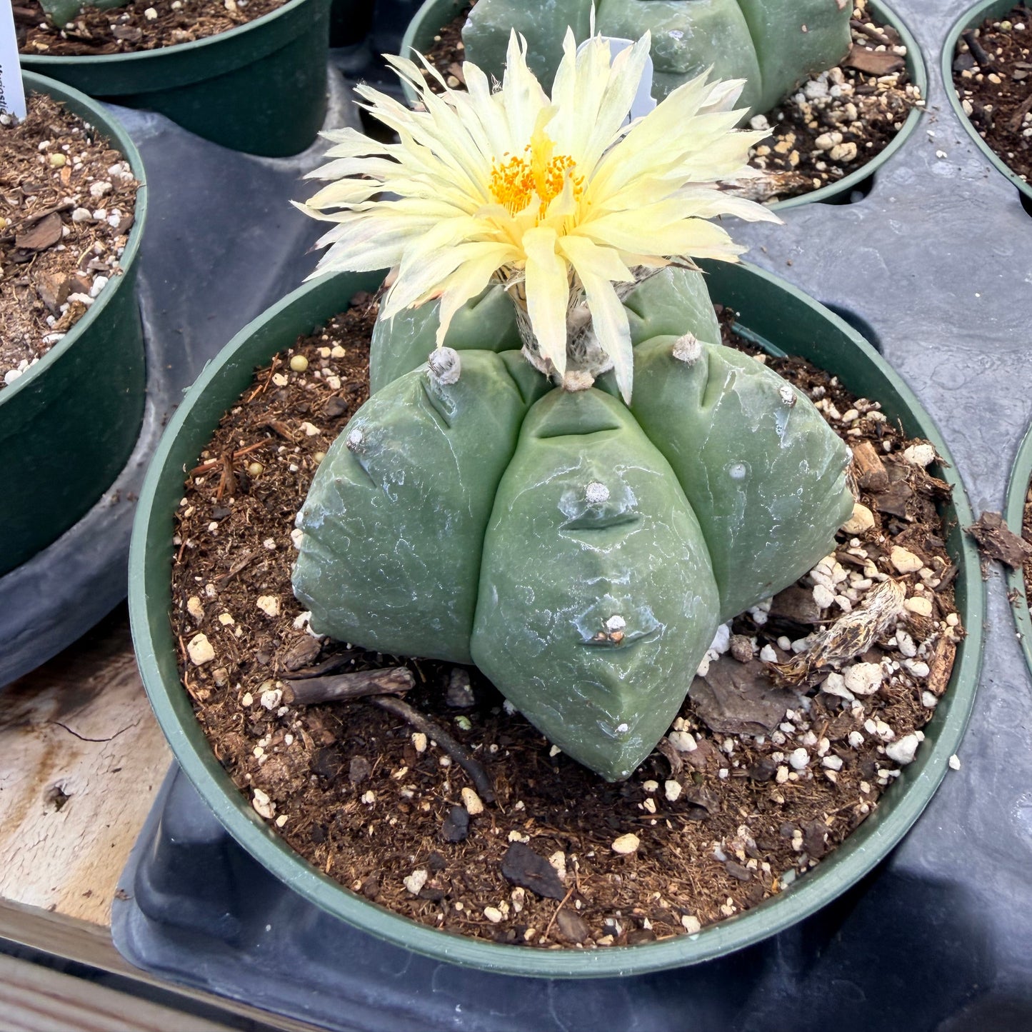 Astrophytum Myriostigma cv. Kikko Nudum - 4.5” pot