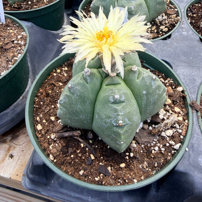 Astrophytum Myriostigma cv. Kikko Nudum - 4.5” pot