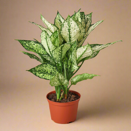 Aglaonema ‘Snow White’