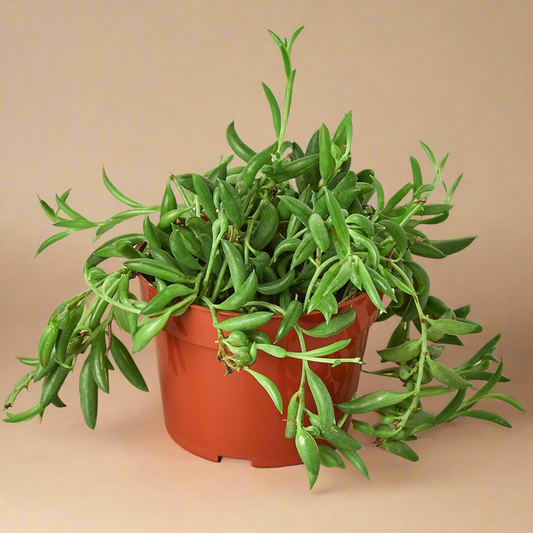 String of Bananas - Senecio Radicans