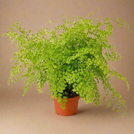 Maidenhair Fern - Adiantum raddianum