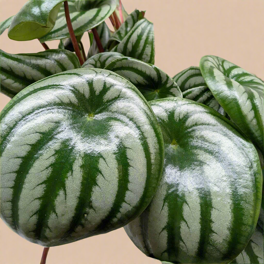 Peperomia Watermelon