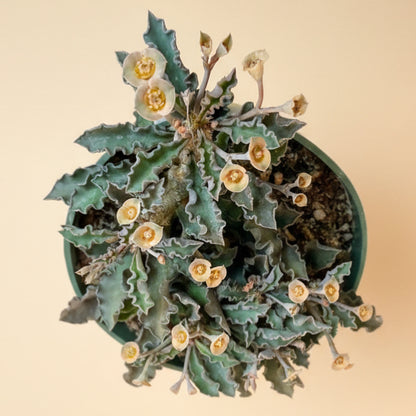 Euphorbia Decaryi - 4.5” pot