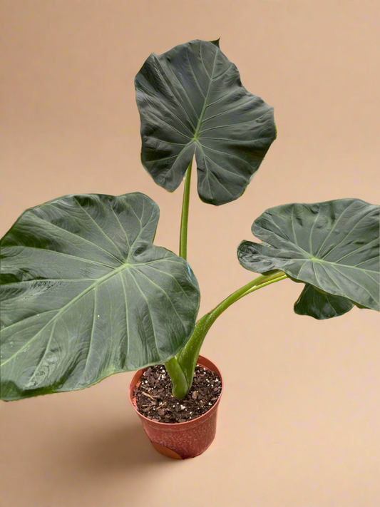 Alocasia 'Regal Shields'