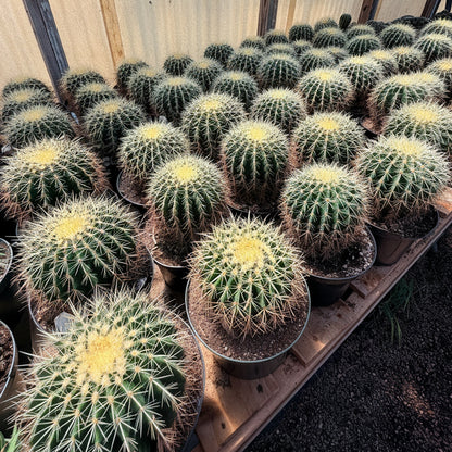 Golden Barrel Cactus 8” pot