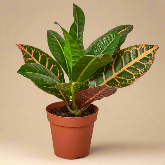 Croton Petra 'Joseph's Coat'