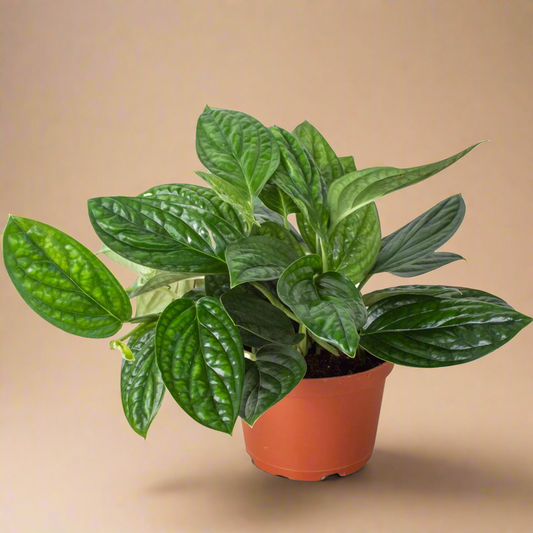 Monstera 'Peru'