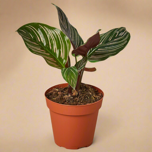 Calathea 'Ornata'