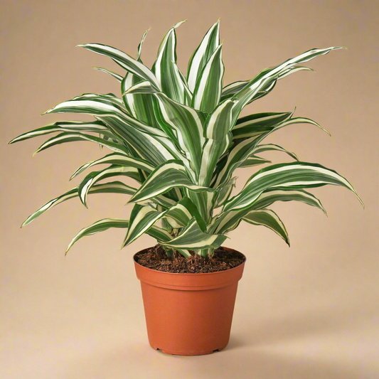 Dracaena 'Warneckii White Jewel'
