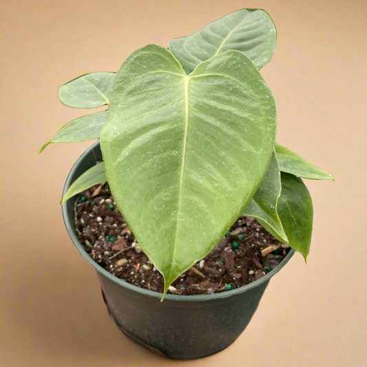 King Anthurium 'Veitchii'
