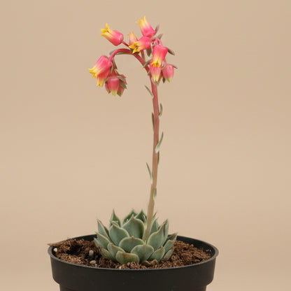 Echeveria Simulans 'Laguna Sanchez' 4.5” Pot
