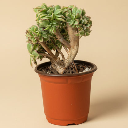 Crested Aeonium ‘Sunburst’ Bonsai Succulent Tree 4” pot