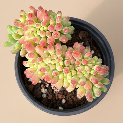 Sedum Pachyphyllum f. Cristatum