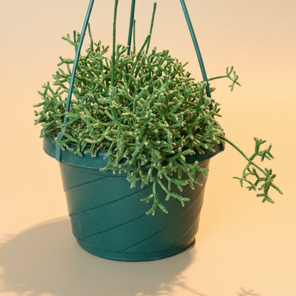 Rhipsalis Cereuscula - Coral Cactus