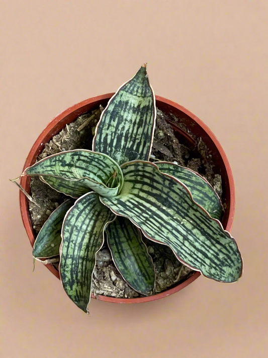 3.5” Sansevieria ‘Cleopatra’