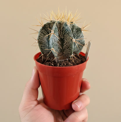 Star Barrel Cactus | 3.5 inch | Astrophytum ornatum