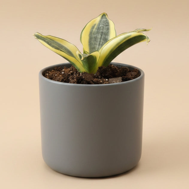 Birds Nest Snake Plant - Sansevieria ‘Favorite Green Hahnii’ 4.5” pot
