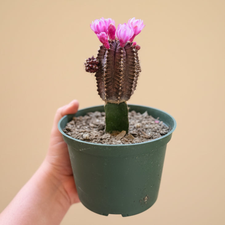 Grafted Purple Moon Cactus - Gymnocalycium mihanovichii Hibotan
