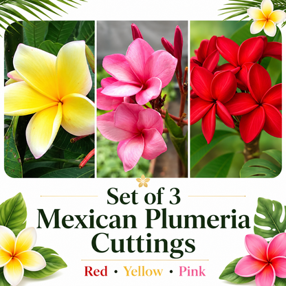 Set of Three Mexican Plumeria Cuttings