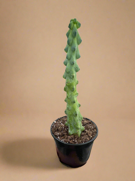 Myrtillocactus geometrizans ‘Fukurokuryuzinboku’ – Booby Cactus