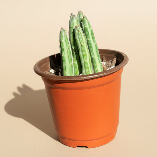 Senecio Stapeliiformis - Pickle Plant 4” pot