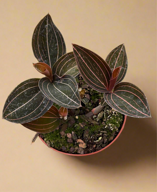 Ludisia Discolor