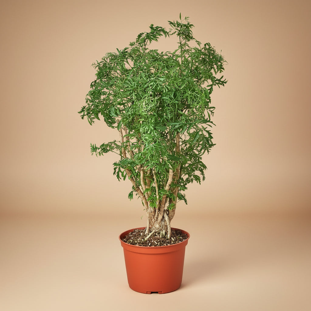 Aralia Ming Stump Plant