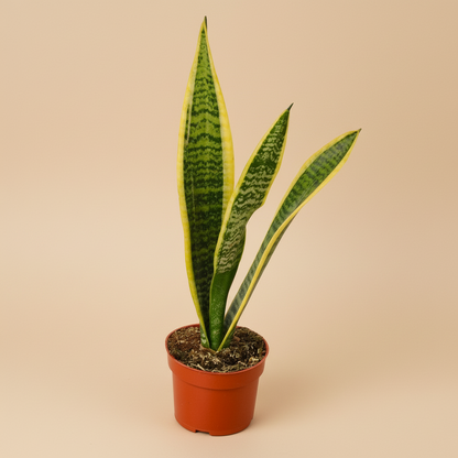 Snake Plant Laurentii