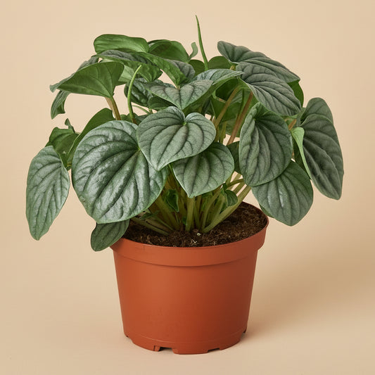 Peperomia 'Frost'