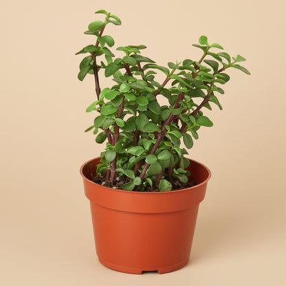 Portulacaria Afra 'Elephant Bush'