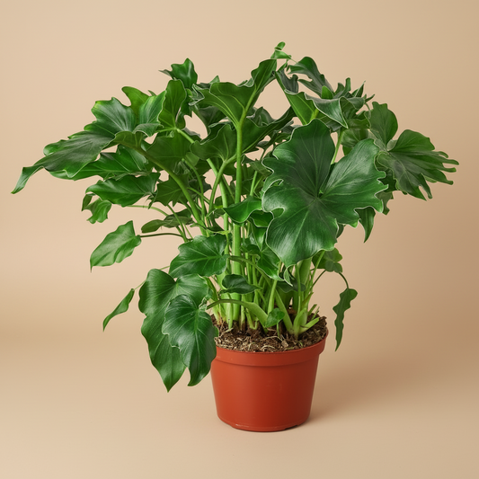 Philodendron ‘Little Hope'