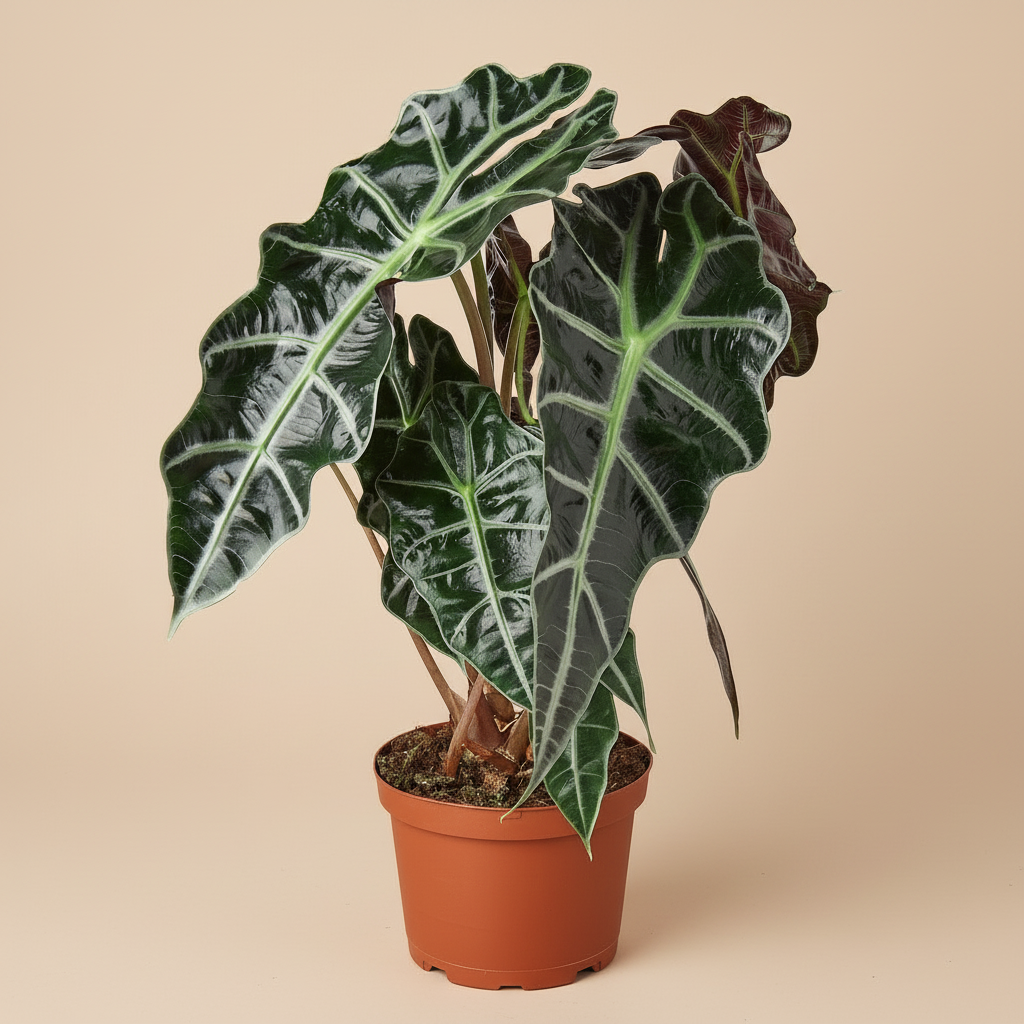 Alocasia Polly 'African Mask'