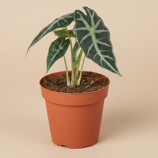 Alocasia Amazonica 'Bambino'