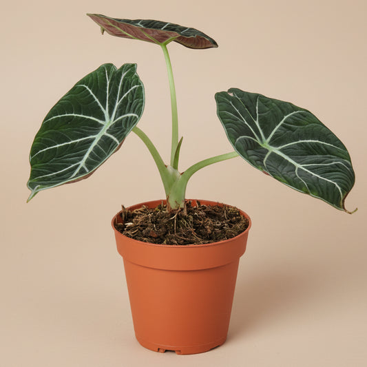 Alocasia Reginula 'Black Velvet'