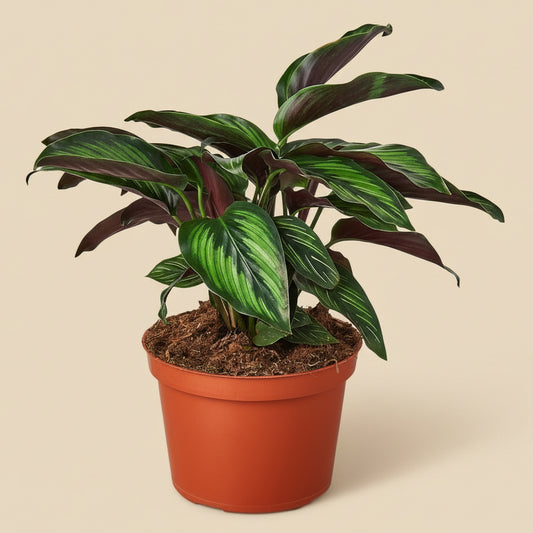 Calathea 'Beauty Star'