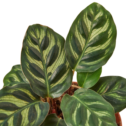 Calathea 'Makoyana'