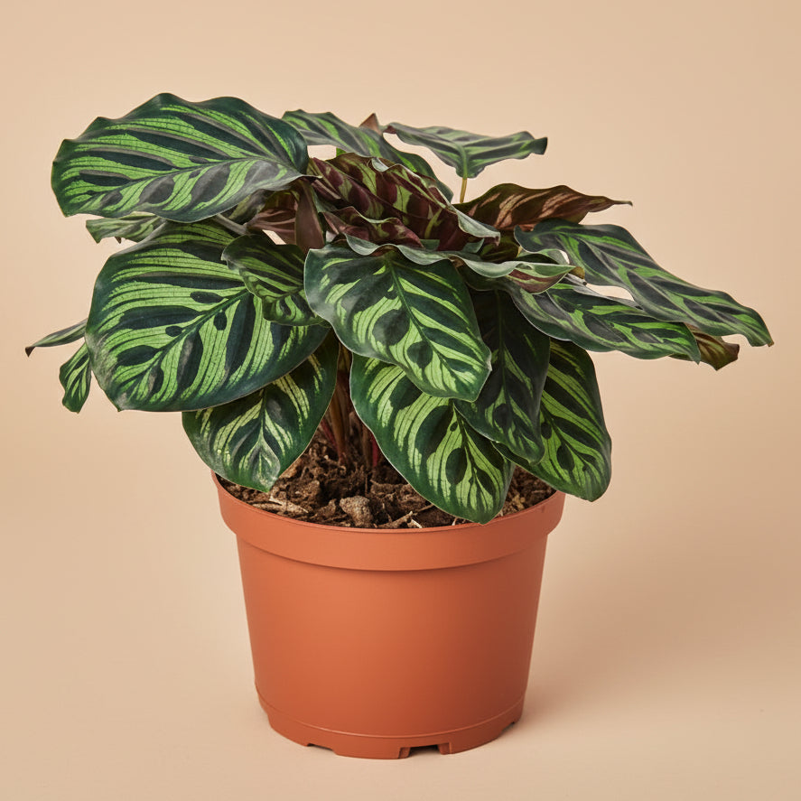 Calathea 'Makoyana'