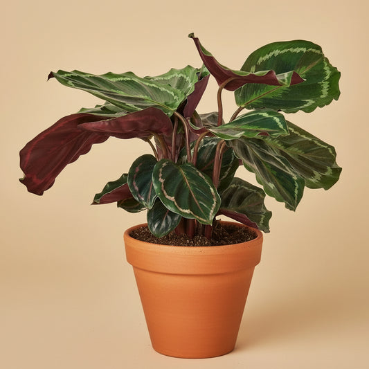 Calathea Roseopicta 'Medallion'