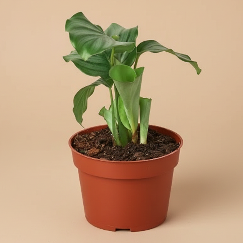 Calathea 'Orbifolia'